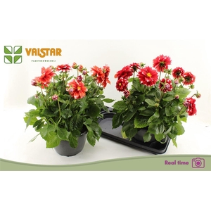 Dahlia (Decorative Grp) Labella Medio Red