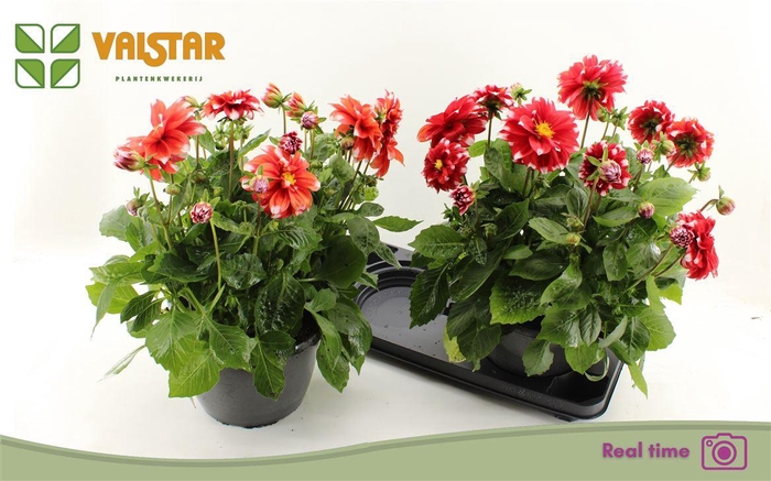<h4>Dahlia (Decorative Grp) Labella Medio Red</h4>
