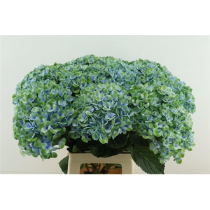 Hydr M Revolution Blue 70-21