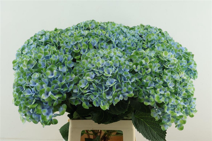 <h4>Hydr M Revolution Blue 70-21</h4>