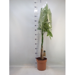 Pachira aquatica