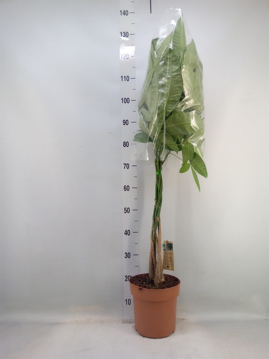 <h4>Pachira aquatica</h4>