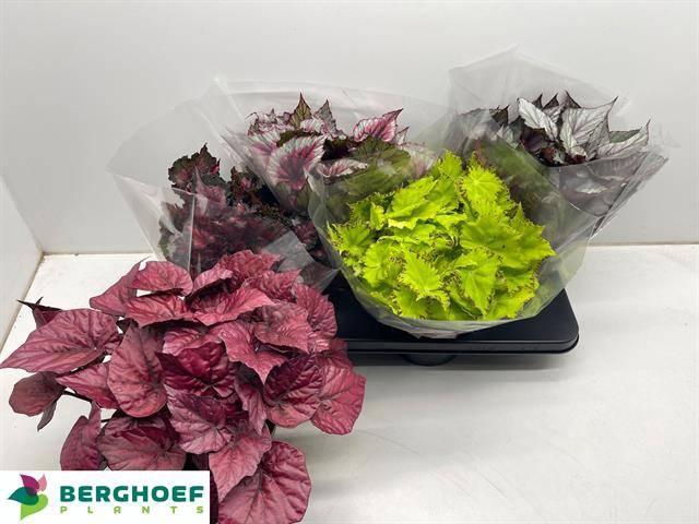 <h4>BEG BEL GEM</h4>