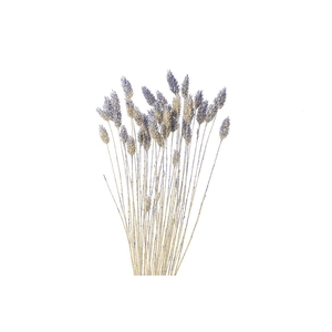 Dried Artz Phalaris Matisse Bunch