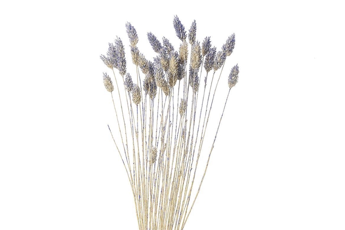 <h4>Dried Artz Phalaris Matisse Bunch</h4>