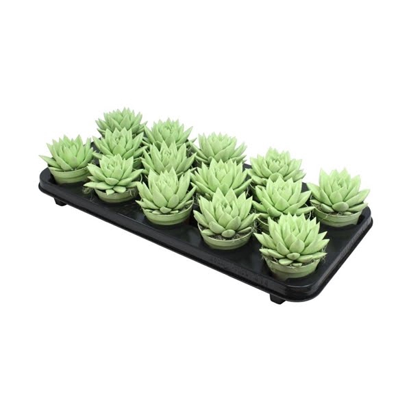 <h4>Echeveria coloured pastel green</h4>