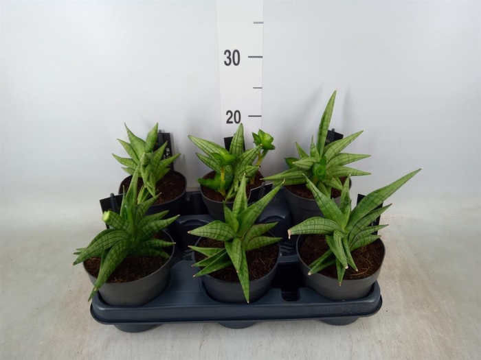 <h4>Sansevieria cyl. 'Inti I'</h4>