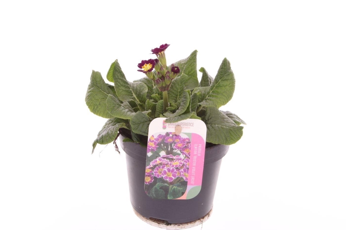 <h4>Primula elatior Veristar Late Violet Laced</h4>