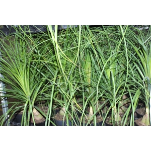 BEAUCARNEA P17