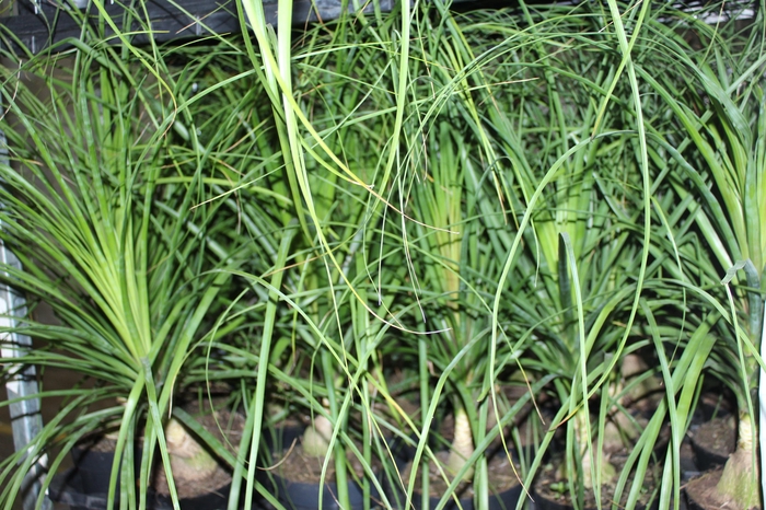 <h4>BEAUCARNEA P17</h4>