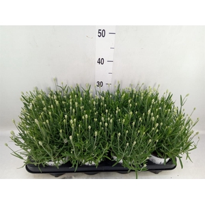 Lavandula angus. 'Aromatico Silver'