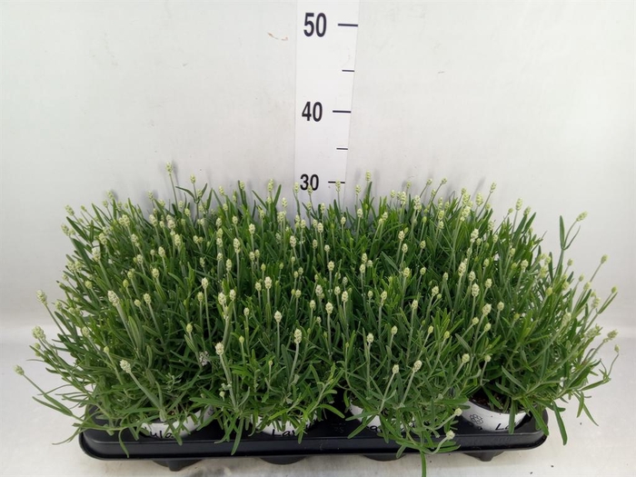 <h4>Lavandula angus. 'Aromatico Silver'</h4>