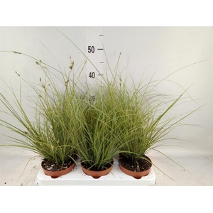 Carex brunnea 'Jubilo'