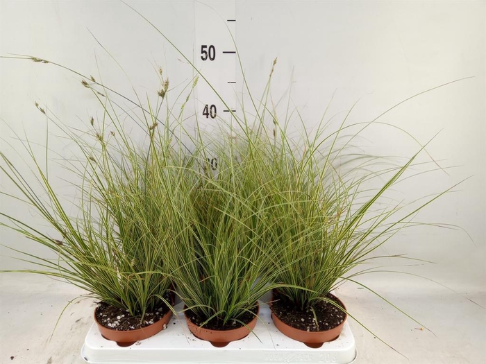 <h4>Carex brunnea 'Jubilo'</h4>
