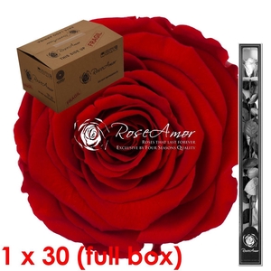 60cm Stem Red02 Bulk