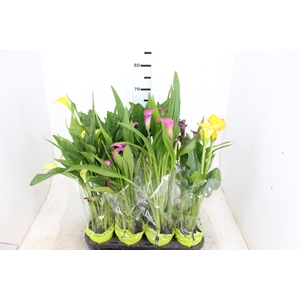 CALLA COLORIDA P14