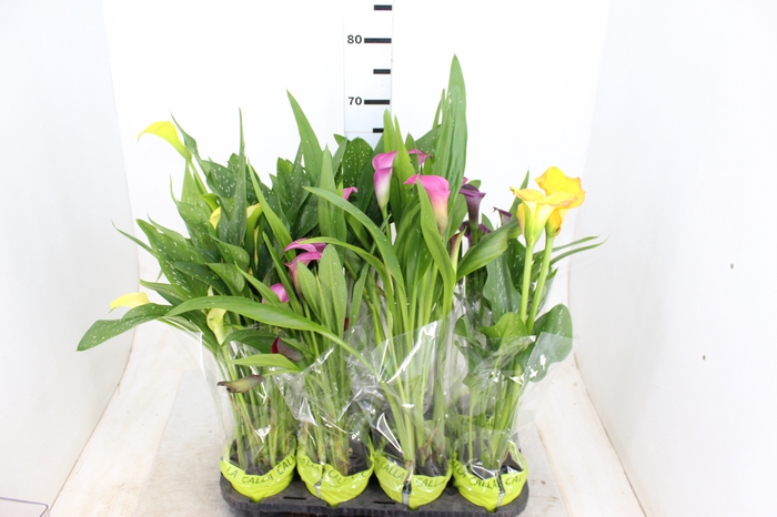 CALLA COLORIDA P14