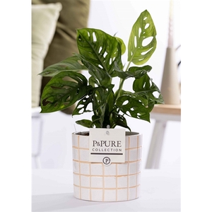 Monstera Adansonii in P&PURE Tirza ceramics