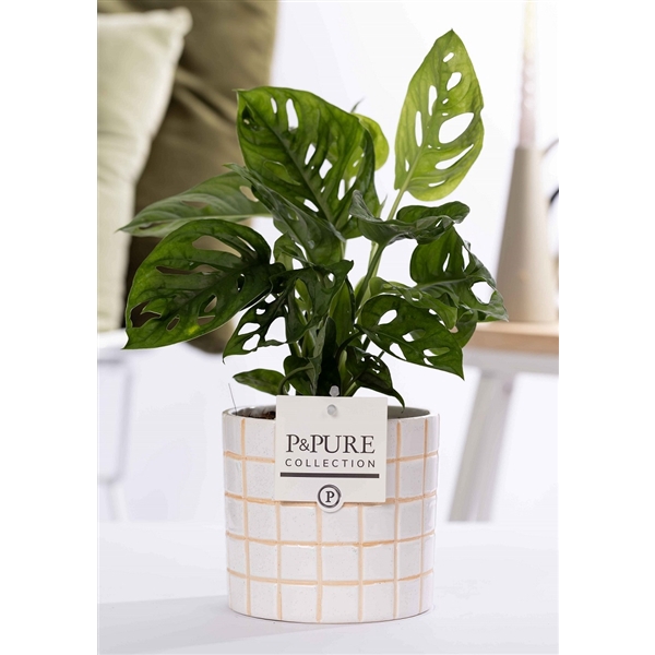 <h4>Monstera Adansonii in P&PURE Tirza ceramics</h4>