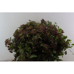Vib Berry Red P Bunch
