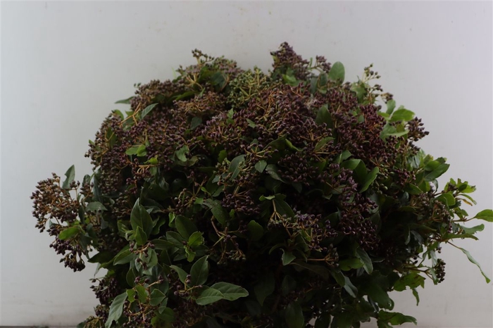 <h4>Vib Berry Red P Bunch</h4>
