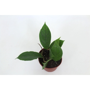 Hoya Callistophylla Tim 12 cm