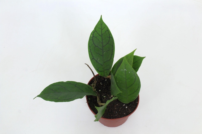 <h4>Hoya Callistophylla Tim 12 cm</h4>