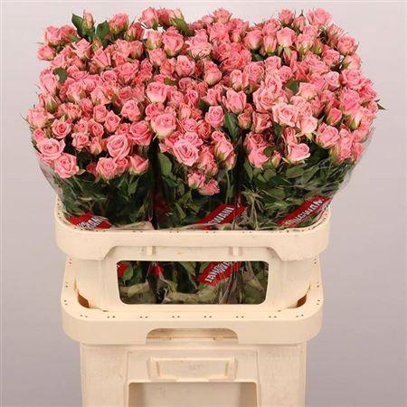 <h4>R Tr Odilia</h4>