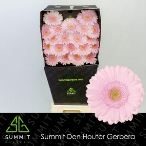 Germini Bridal Kimsey Diamond