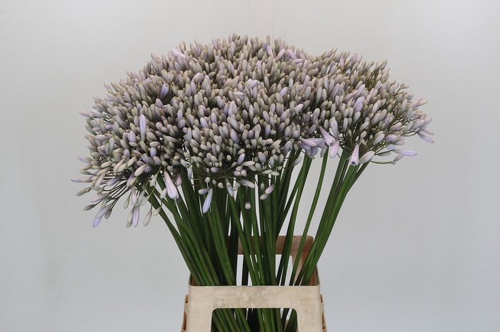 <h4>Agapanthus 'L'Esprit'</h4>