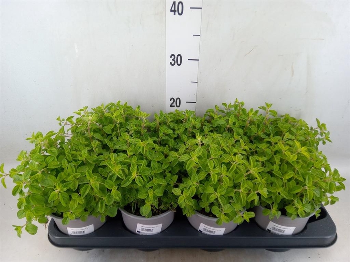 <h4>Origanum vulgare</h4>
