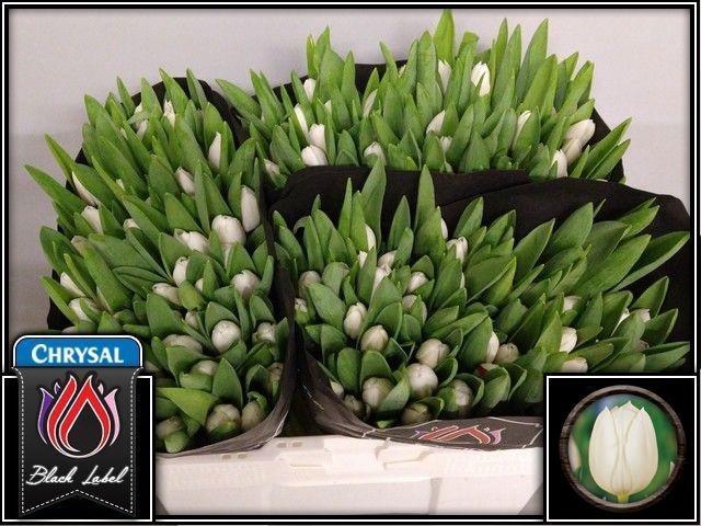 <h4>TU EN ROYAL VIRGIN</h4>