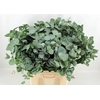 Euca Cinerea 300gr P Bunch S A