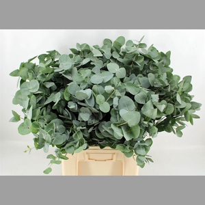 Euca Cinerea 300gr P Bunch S A
