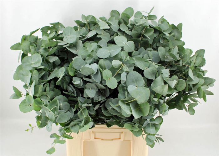 <h4>Euca Cinerea 300gr P Bunch S A</h4>