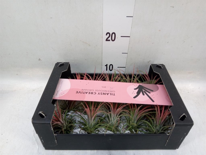 <h4>Tillandsia ionantha</h4>