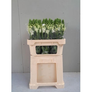 Antir Antibes White