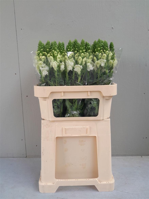 <h4>Antir Antibes White</h4>