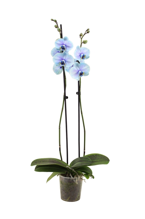 <h4>Phal I Am Blue Lagoon 2T14+</h4>