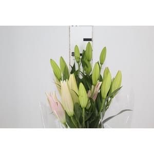 LIRIO SORBONNE 080 CM HT 3/5 FLS