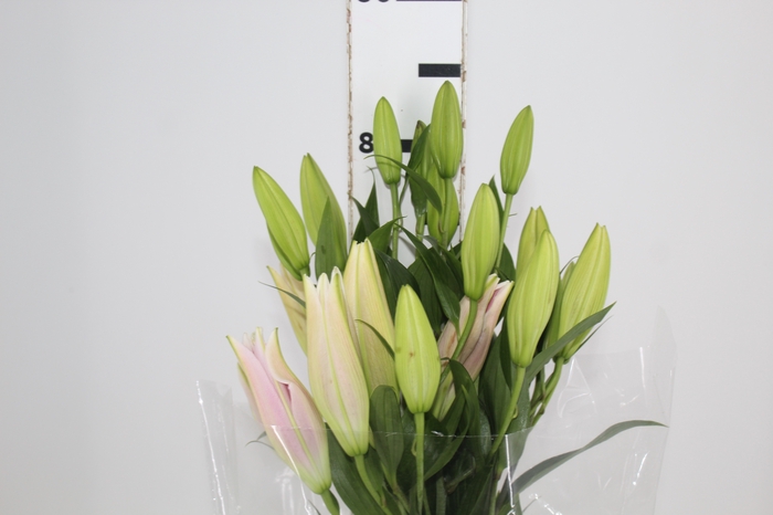 <h4>LIRIO SORBONNE 080 CM HT 3/5 FLS</h4>