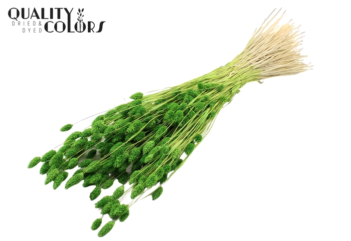<h4>Phalaris per bunch Intense Green</h4>