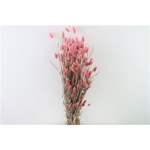 Dried Phalaris X5 Frosted L. Pink Bunch