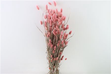 Dried Phalaris X5 Frosted L. Pink Bunch