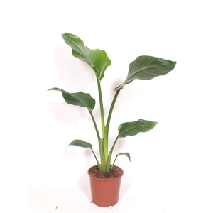 Strelitzia nicolai