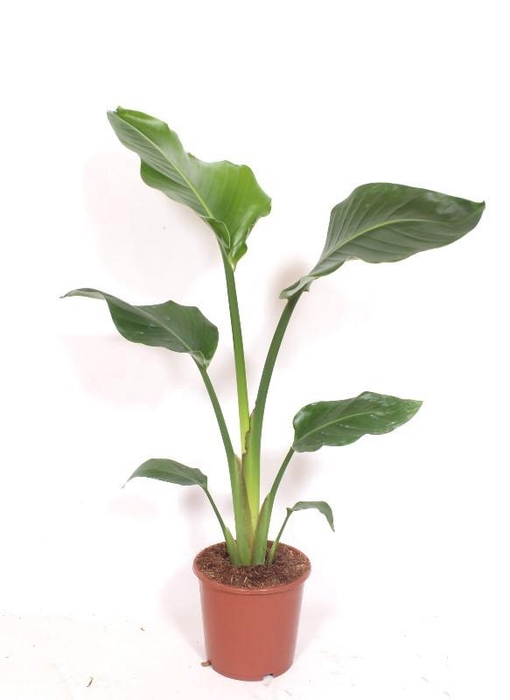 <h4>Strelitzia nicolai</h4>