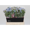 Oxypetalum Tweedia Blue