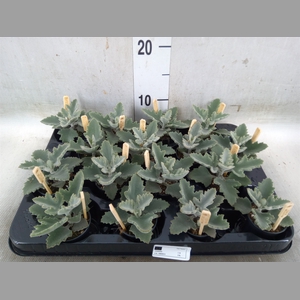 Kalanchoe NF beharensis