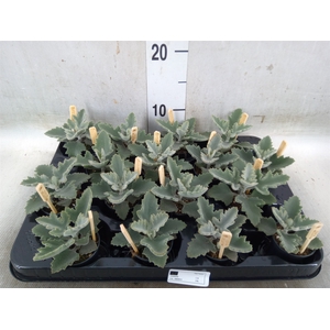 Kalanchoe NF beharensis