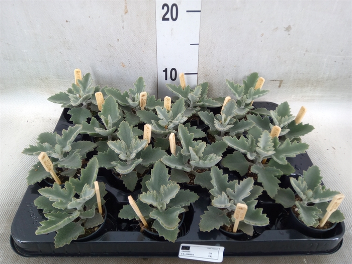 <h4>Kalanchoe NF beharensis</h4>